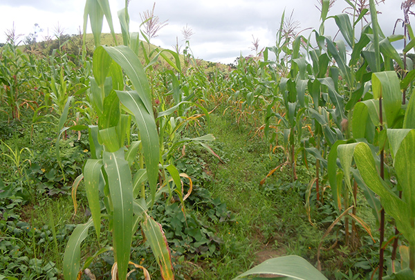 corn field for sustainable crops