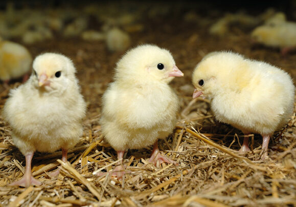 three chicks