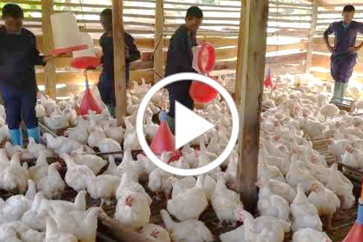 GSA students Poultry Farm